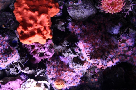 �������� � ��������